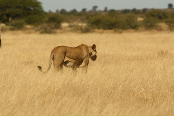 16 Botswana_903