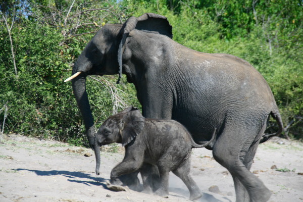 18 Botswana_060